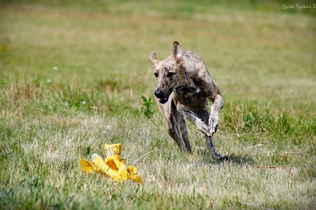 Lucky Penny Ámokfutó - magyar agár | The first coursing.