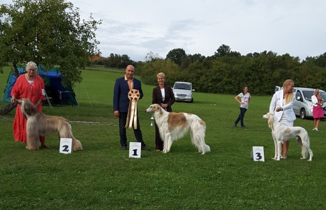 Go Go Bolshoi Jesse James - borzoi, magyar agár | Best in Show.