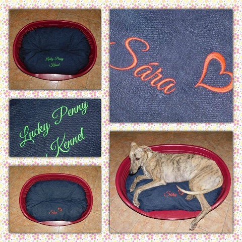 Lucky Penny Ámokfutó - magyar agár | New bed, new pillow and model.