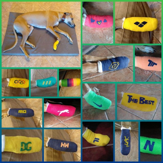 Lucky Penny Aranyifjú - magyar agár | More than 140 shoes-bandages and 47 days later. Finally I can walk around without a shoe, very gently, on a leash. We present some of the collection.