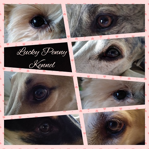 Lucky Penny Aranyifjú - magyar agár | They're members of my family. Who knows which one I am?