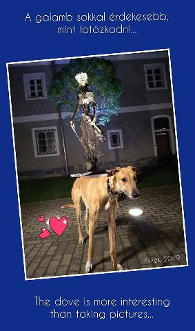 Lucky Penny Aranyifjú - magyar agár | Just the two of us.