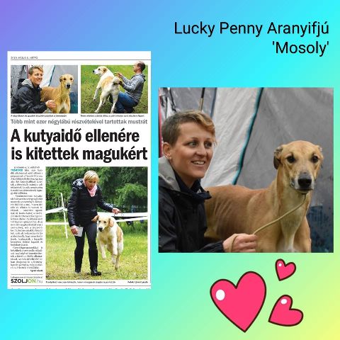 Lucky Penny Aranyifjú - magyar agár | We were also featured in a newspaper.