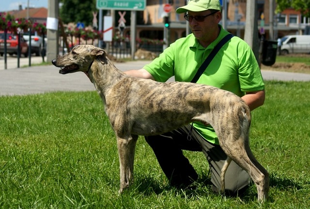 Lucky Penny Ámokfutó - magyar agár | Breed inspection.