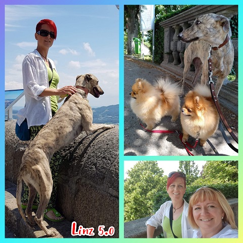 Lucky Penny Ámokfutó - magyar agár | Sightseeing.