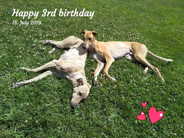 Lucky Penny Ámokfutó - magyar agár | Today is our 3rd birthday.
