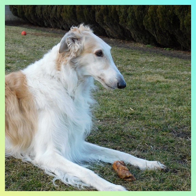Go Go Bolshoi Jesse James - borzoi, magyar agár | 7th birthday. 