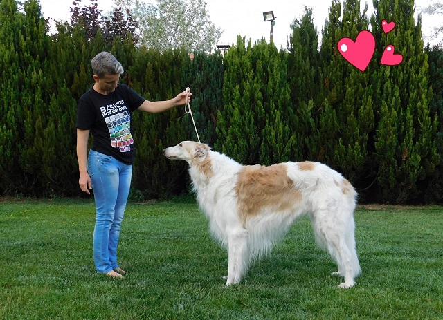 Go Go Bolshoi Jesse James - borzoi, magyar agár | We played. Dog show in home office.