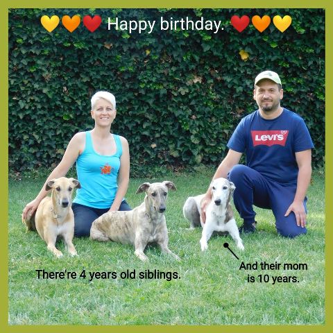 Lucky Penny Aranyifjú - magyar agár | As if they were born only yesterday... With Álom's one of her breeders - István Klinger.