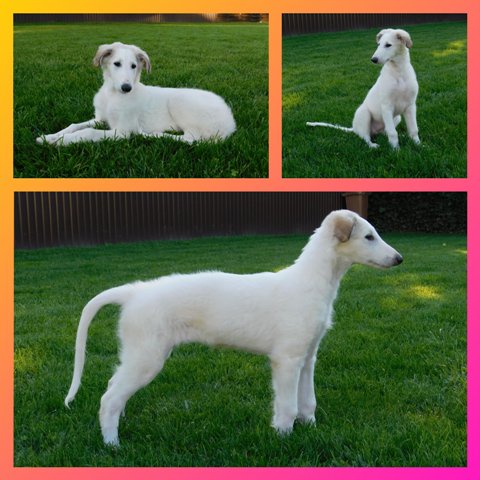 Daisy - borzoi | My name is Surprise Daisy. My first day and the first pictures at my new family.