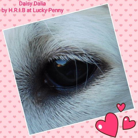 Daisy - borzoi | This is me too.