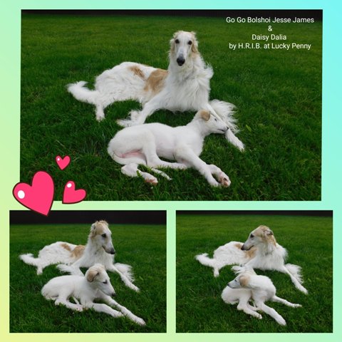 Daisy - borzoi | Together.