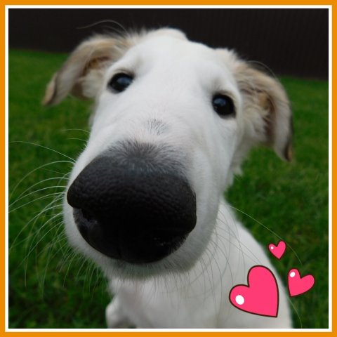Daisy - borzoi | I am Daisy and very curious.