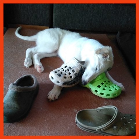 Daisy - borzoi | No question! I am a real woman. Shoes are my weaknesses.