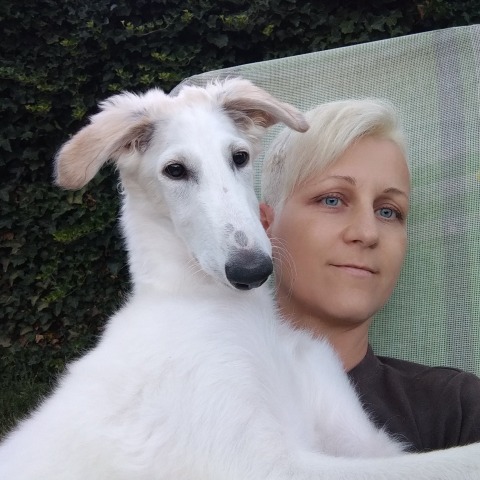 Daisy - borzoi | I like to sit on Mommy's lap.