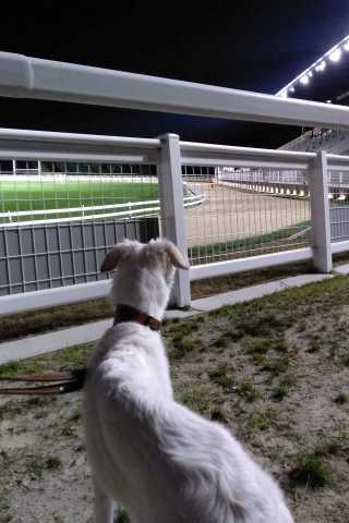 Daisy - borzoi | We went to see the place where the big ones run.