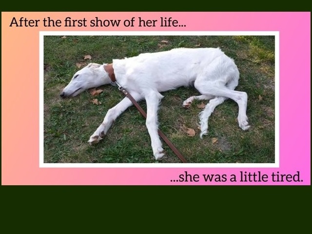Daisy - borzoi | Mami's terribly proud of me for the little beginner. I think I did a great job today. Result: minor puppy class - Very promising 1.
