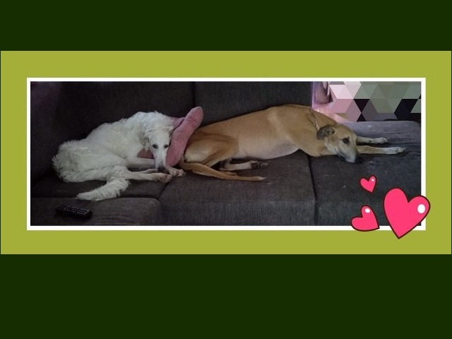 Daisy - borzoi | Daisy says Mosoly's bottom is too hard... She's gone. Then he reappeared... brought his pillow and settled down.