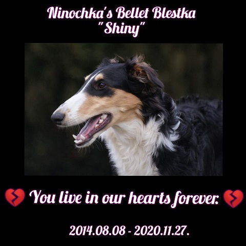 Ninochka's Bellet Blestka - borzoi, magyar agar | 💔💔💔