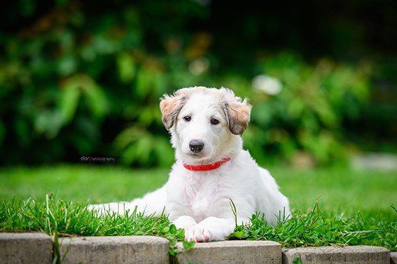 Daisy - borzoi | One of the first photos of me.