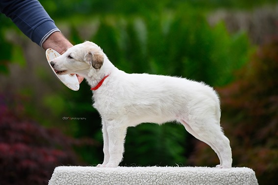 Daisy - borzoi | I'm just learning to stand here.