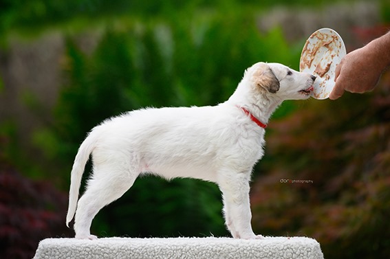 Daisy - borzoi | I can stand nicely in the other direction as well.