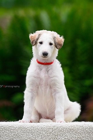 Daisy - borzoi | This that picture, into which they fell in love with... and they chose me.