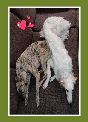 Daisy - borzoi | The most comfortable rest is when you pack yourself on the other. The Russian is just that. The Hungarian let him sit on it. (The editor: the rest of the sofa is empty, there are 3 free armchairs and 2 uninhabited dog beds in the living room.)