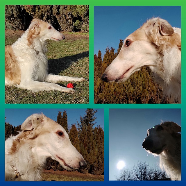 Go Go Bolshoi Jesse James - borzoi, magyar agár | Jesse is not my fastest and he is not my smartest sighthound. But she is certainly the most beautiful who is more active today than ever. He has a super temperament and gives me a new miracle every day. For me, Jesse is THE borzoi. I wish you a very happy 8th birthday and at least that much more for us together.