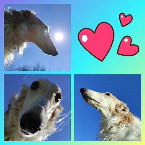Go Go Bolshoi Jesse James - borzoi, magyar agár | I spent two days without Mami. She finally got home, I found myself in a state of emergency. Now she can't go anywhere alone so she can't go again!