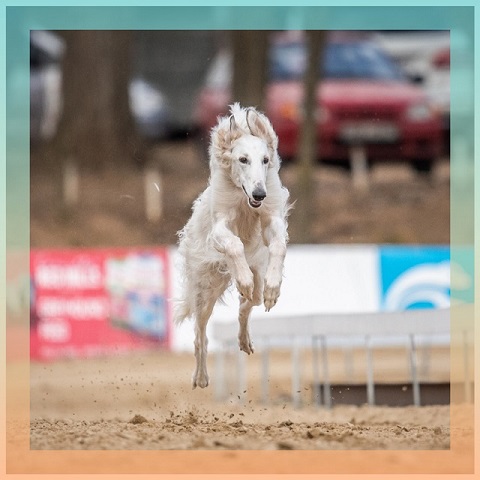 Daisy - borzoi | For the very first time.