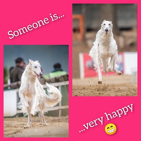 Daisy - borzoi | I'm very happy about everything. Whatever I do, I always do happily.