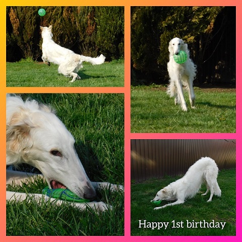 Daisy - borzoi | My first birthday surprise... Ball, of course. Because there is nothing better than a round ball ..... and then a little later the flat ball.
