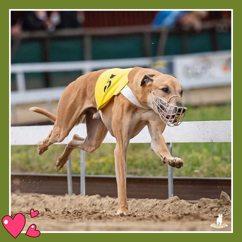 Lucky Penny Aranyifjú - magyar agár | Mosoly' is THE perfect! It was love at first sight, and as the years go by, that feeling only intensifies.