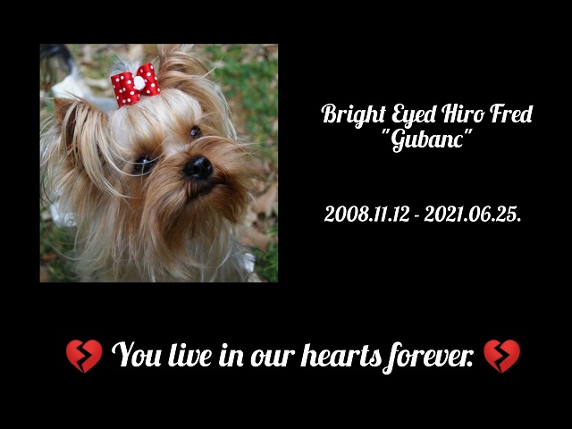 Bright Eyed Hiro Fred - yorkshire terrier | 💔💔💔