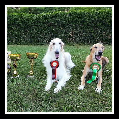 Lucky Penny Aranyifjú - magyar agár | After a long absence, we went to the dog show again. We recommend our results today in memory of Gubanc. And unfortunately, this is the last picture of Jesse.