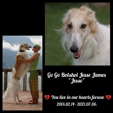 Go Go Bolshoi Jesse James - borzoi, magyar agár | 💔💔💔