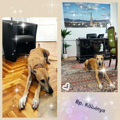 Lucky Penny Aranyifjú - magyar agár | Mosoly looked into Mr. Deputy Mayor' room, he thought lobbying for local dogs.