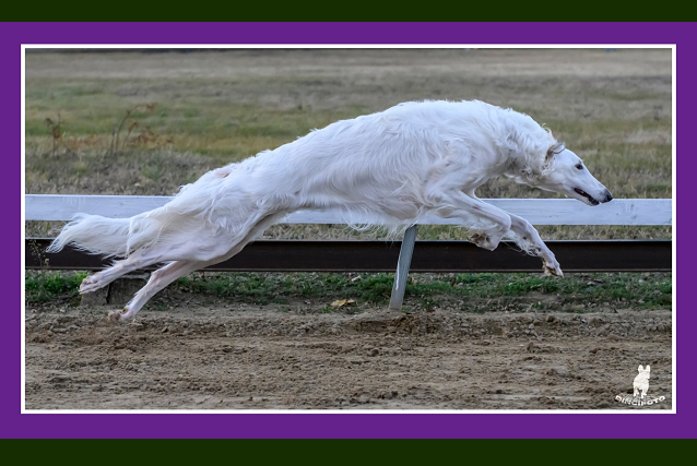 Daisy - borzoi | There are those who are born geniuses and there are those who train themselves to be geniuses. Heavier but more beautiful. We are on the right track.