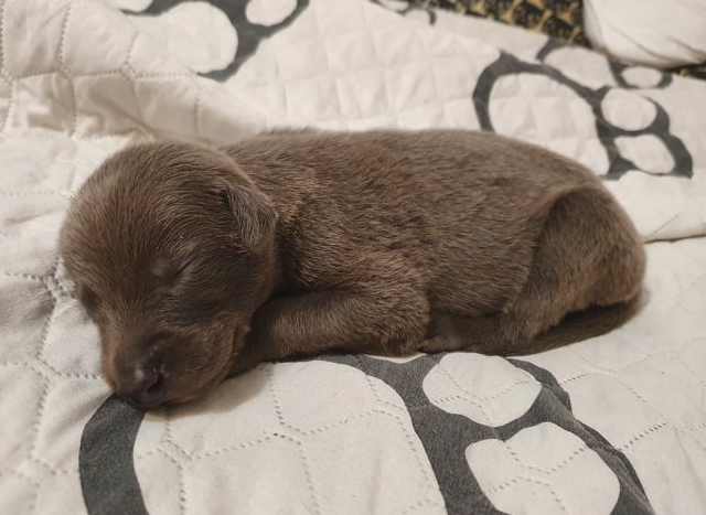 Cserihegyi Hasskona Jarvis - angol agár | Dwarf blueness.