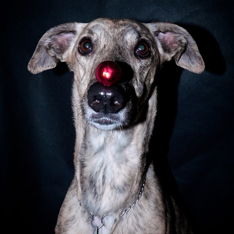 Lucky Penny Ámokfutó - magyar agár | Hello Christmas.