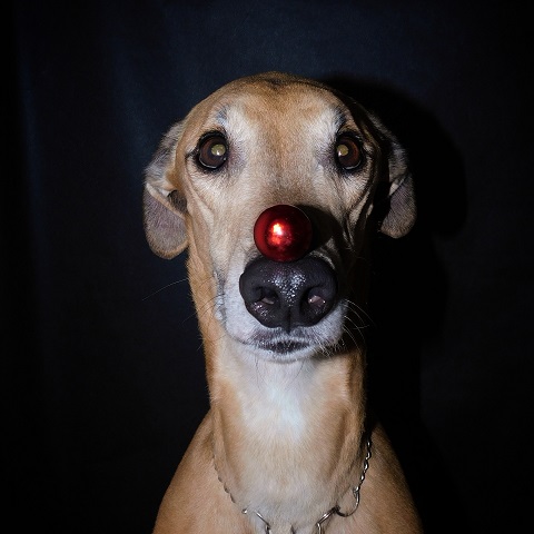 Lucky Penny Aranyifjú - magyar agár | Hello Christmas.