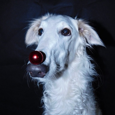 Daisy - borzoi | Hello Christmas.