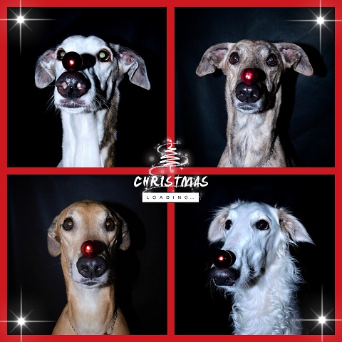 Daisy - borzoi | Together with the big ones - Hello Christmas.