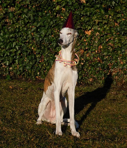 Pannon-Oriental Álom - Happy New Year Pannon-Oriental Álom - magyar agar | Happy New Year.