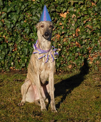 Lucky Penny Ámokfutó - magyar agár | Happy New Year.