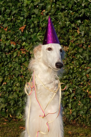 Daisy - borzoi | Happy New Year.