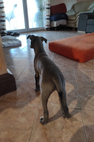 Cserihegyi Hasskona Jarvis - angol agár | This is the first moment it turns out he won't be alone. (In the background, outside the glass door are the 'big brothers'.)