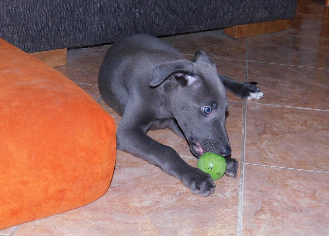 Cserihegyi Hasskona Jarvis - angol agár | My first ball.