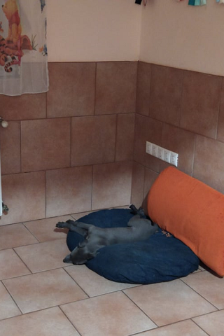 Cserihegyi Hasskona Jarvis - angol agár | He was tired after mapping out his new home.